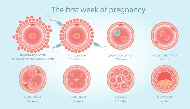 premium-vector-medical-poster-about-cell-division-stages-of-fetal