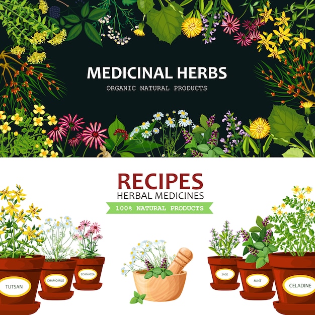 Premium Vector | Medicinal herbs background