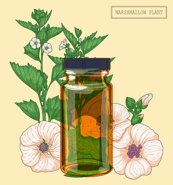 薬用マシュマロの花と茶色のガラス瓶 トレンディなモダンなスタイルで手描きの植物図 プレミアムベクター