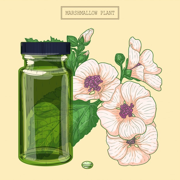 薬用マシュマロの花と緑のガラスのバイアル トレンディなモダンなスタイルで手描きの植物図 プレミアムベクター