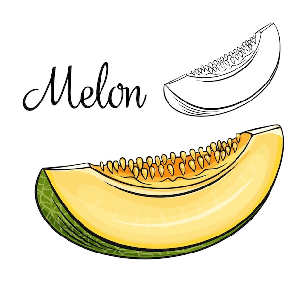Premium Vector Melon drawing icon