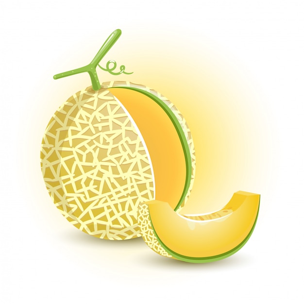 Download Premium Vector | Melon orange fresh fruit