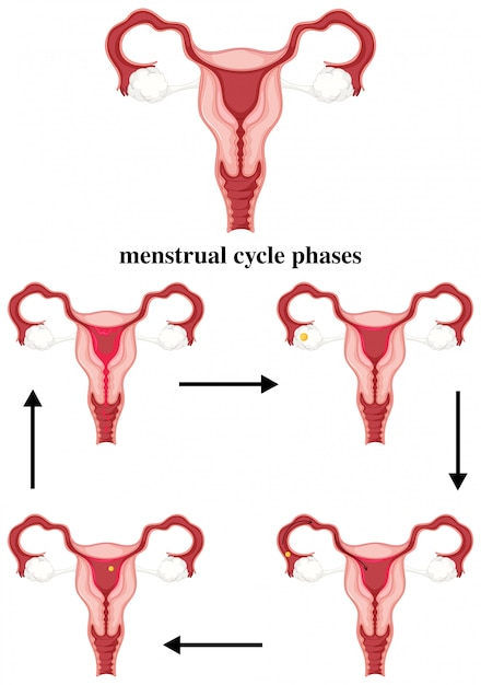 Premium Vector Menstrual Cycle Phases In Human 5138