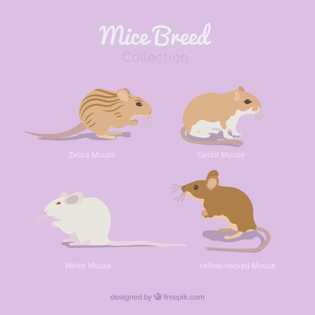 Mice breed pack of four Vector | Free Download