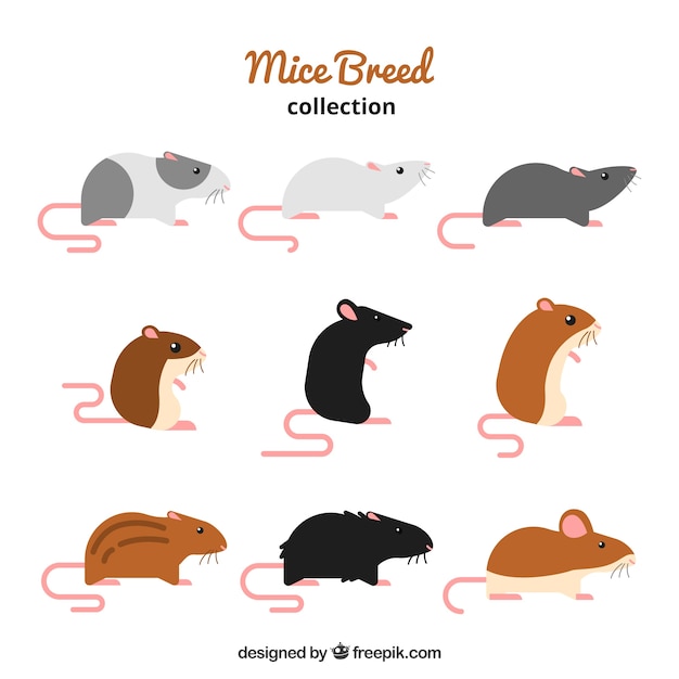 Free Vector Mice set in flat design