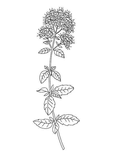 ミントの花と葉の線画イラスト プレミアムベクター