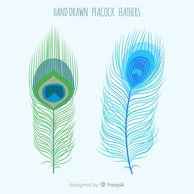 Download Modern hand drawn peacock feather collection Vector | Free ...