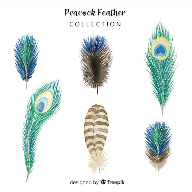 Download Modern hand drawn peacock feather collection | Free Vector