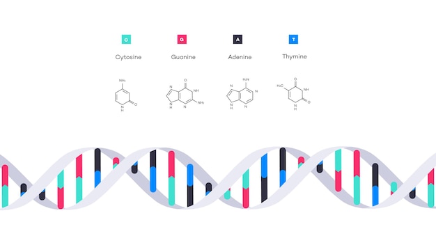 Dnaインフォグラフィック教育イラストの分子構造 プレミアムベクター