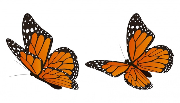 Download The monarch butterfly vector illustration | Premium Vector