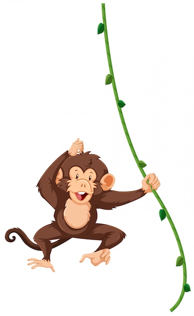 Premium Vector A Monkey Hanging On Vine