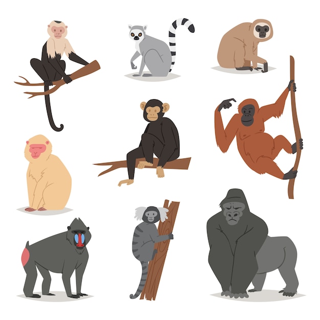 猿は 霊長類のチンパンジー テナガザルとバボンのmonkeyshinesのかわいい動物のサル猿のような漫画のキャラクターセット白のイラスト プレミアムベクター