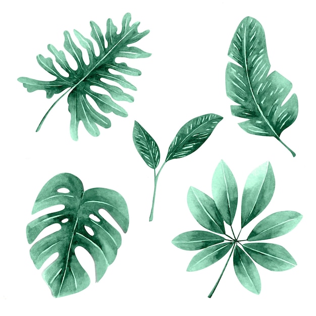 Monochromatic Tropical Leaves Free Vector 8001