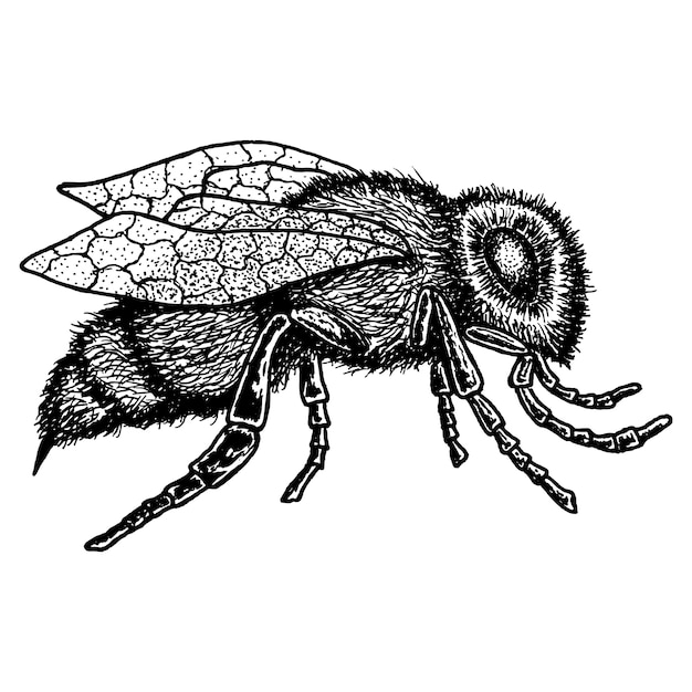 白いイラストに描かれた蜂の手描きの画像とモノクロ動物アイコン 無料のベクター