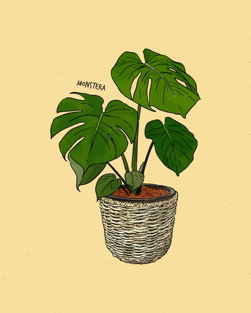 Premium Vector | Monstera deliciosa, also known as the swiss cheese