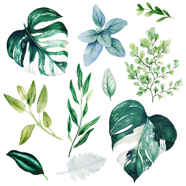 Download Premium Vector | Monstera leaves and adiantum, watercolor bright greenery