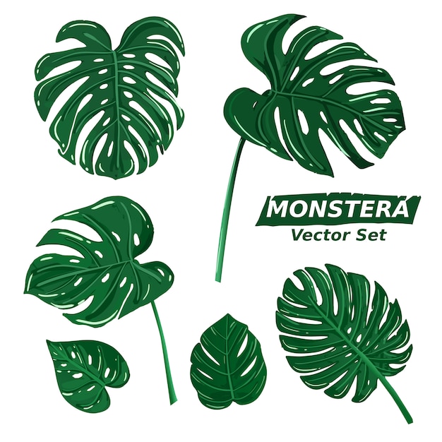 モンステラは植物イラスト図面セットのコレクションを残します 熱帯夏植物ベクトル プレミアムベクター