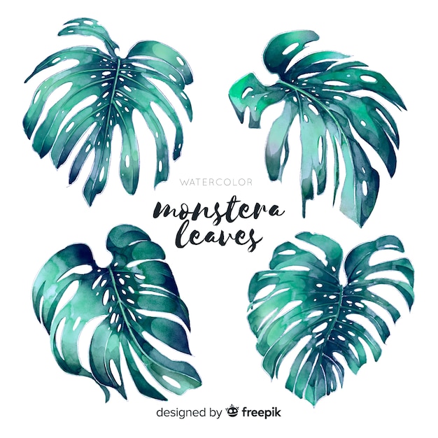 Download Monstera leaves | Free Vector