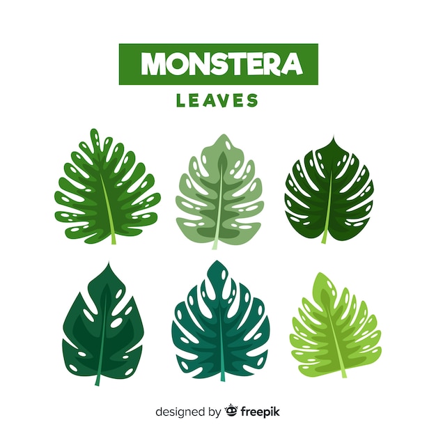 Download Monstera leaves | Free Vector