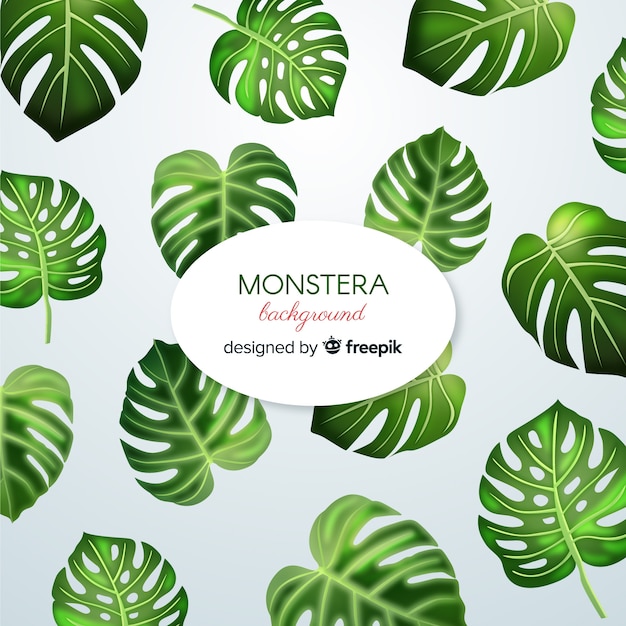 Download Monstera leaves | Free Vector