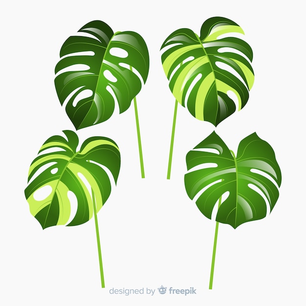 Download Monstera leaves | Free Vector