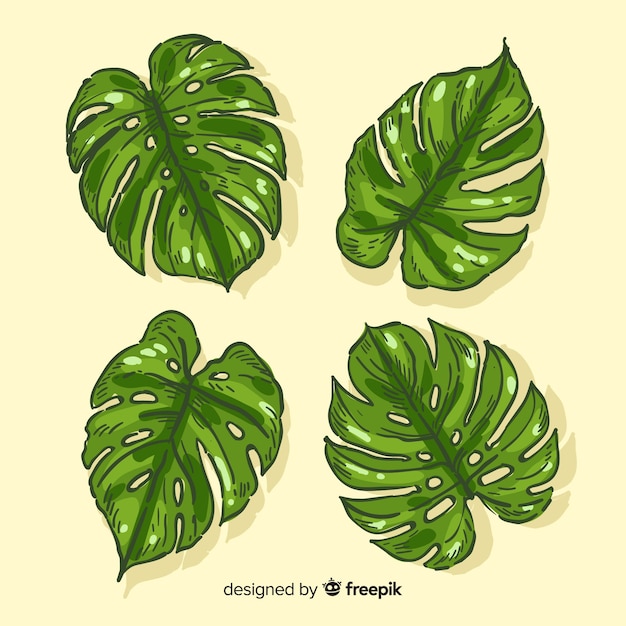 Download Monstera leaves | Free Vector