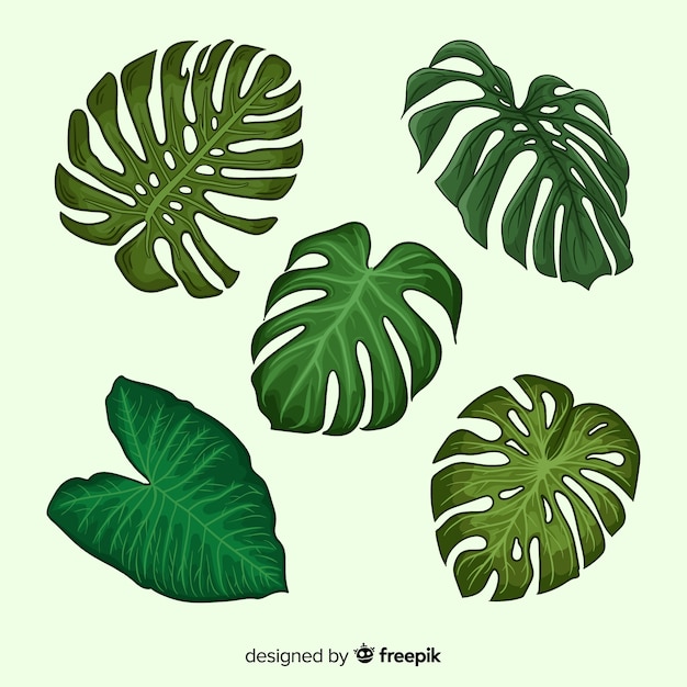 Download Monstera leaves | Free Vector