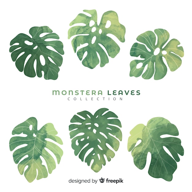 Free Vector | Monstera leaves