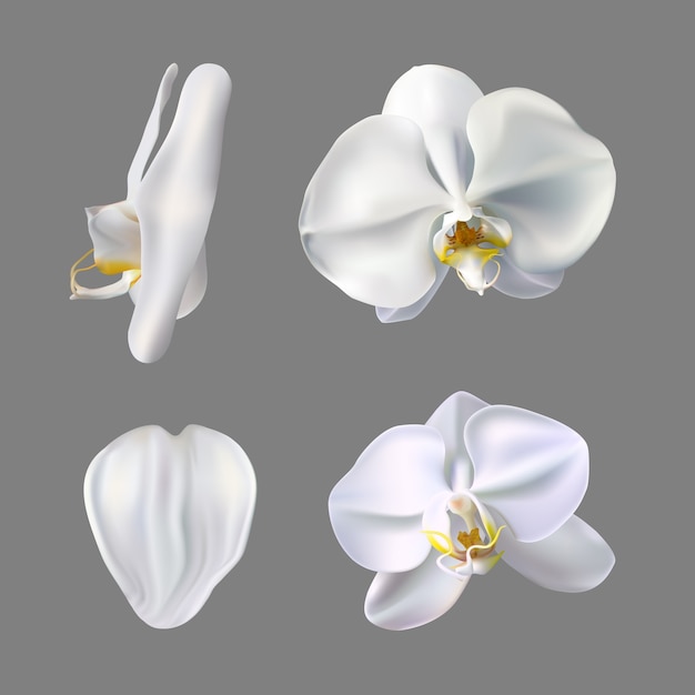 Moon orchid flower vector on gray background. white orchid illustration