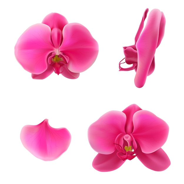 Download Premium Vector | Moon orchid or pink flower vector