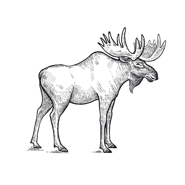 ムースの森の動物のイラスト プレミアムベクター