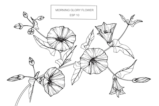 Premium Vector | Morning glory flower drawing illustration