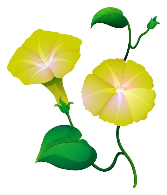 Free Vector Morning Glory Flower In Yellow Color