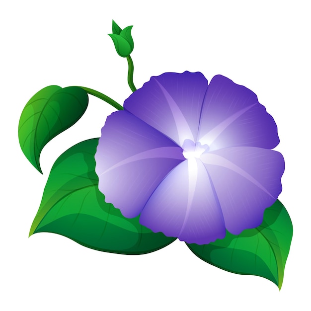 Free Vector | Morning glory in purple color