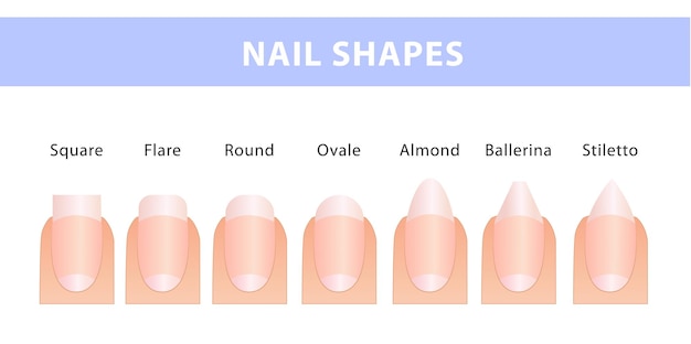 Premium Vector | The most popular forms of nails. different types of ...