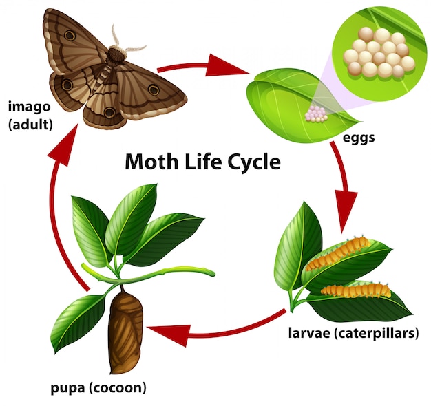 Moth life cycle diagram Vector | Premium Download