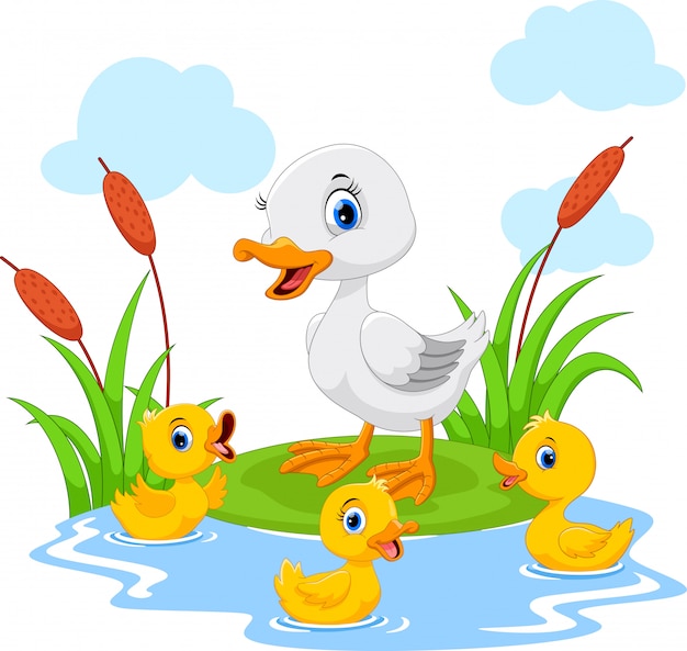 Download Mother duck swims with her three little cute ducklings in ...