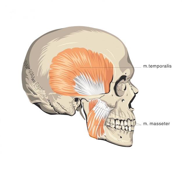 筋肉の頭蓋骨の解剖学 プレミアムベクター