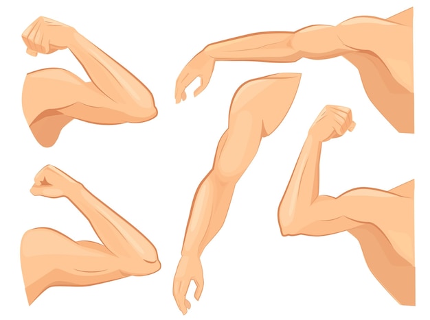 muscles arms down illustration download vector