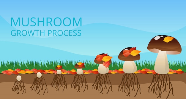 Mushroom growth process infographics | Free Vector