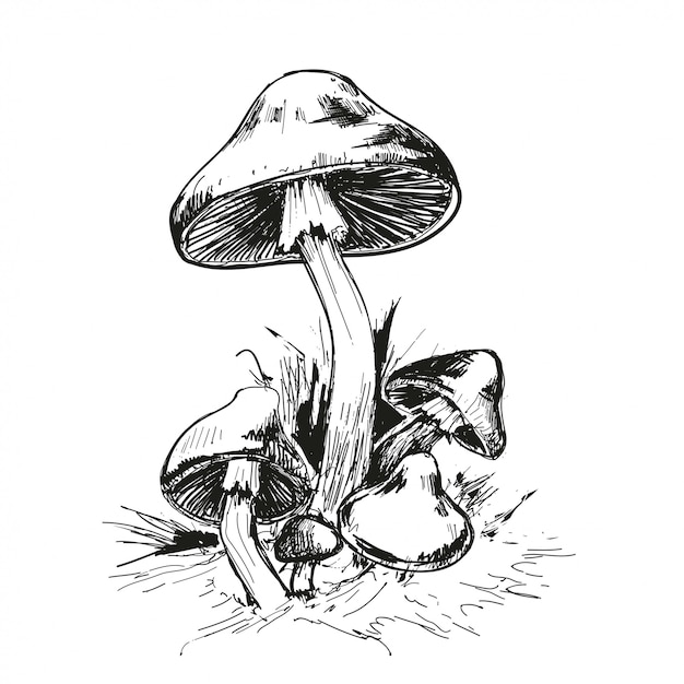 Mushrooms. amanita. | Premium Vector