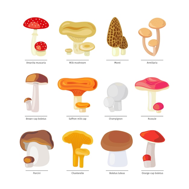 Premium Vector | Mushrooms isolated and fungus icons set