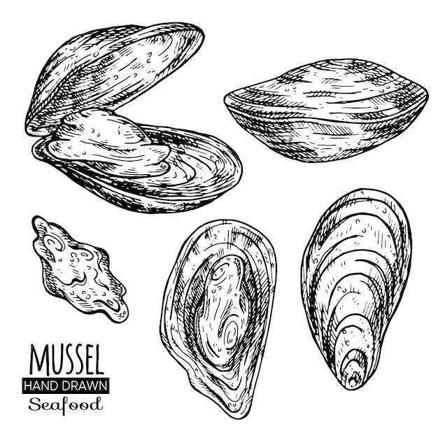 Premium Vector Mussel hand drawn