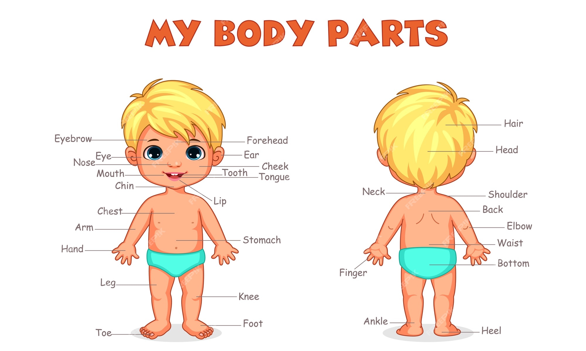 Premium Vector | 'my body parts' illustration of little cut boy for ...