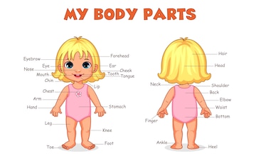 Premium Vector | 'my body parts' illustration of little cut girl for ...