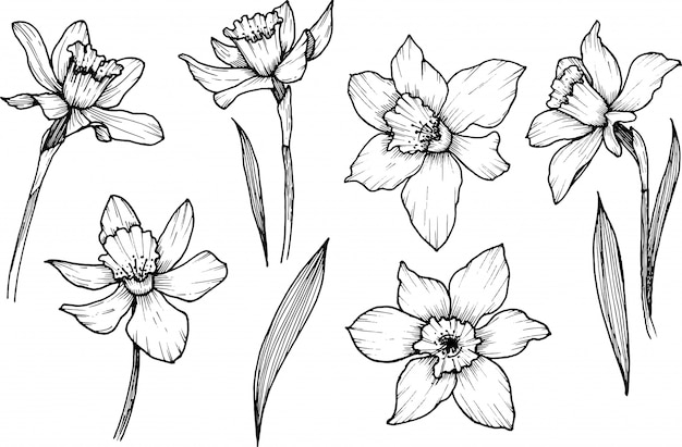 Free Free 71 Narcissus Flower Svg SVG PNG EPS DXF File