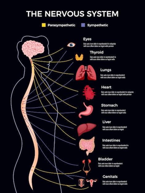 Premium Vector | Neurology infographics composition with human shape ...