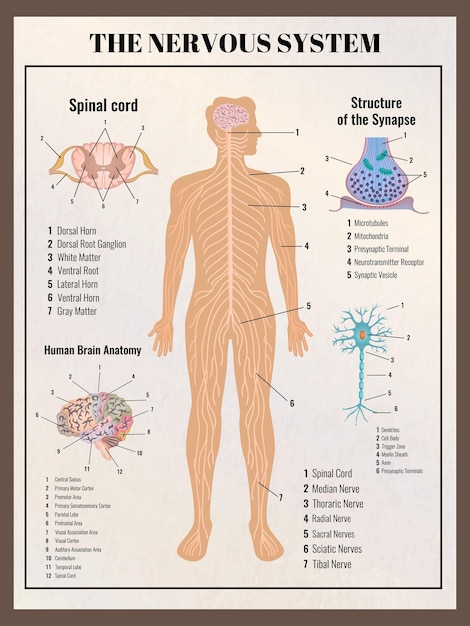 Free Vector | Neurology poster with retro vintage style infographic ...