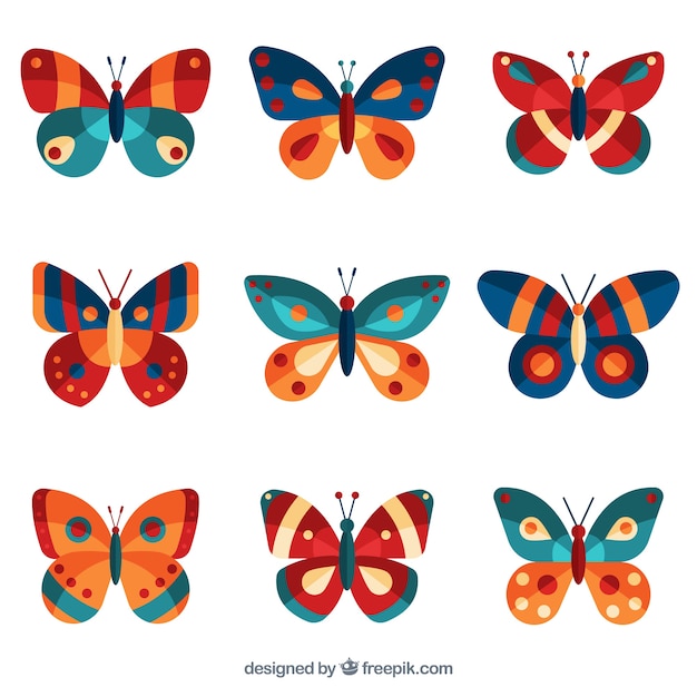 Nice collection of colorful butterflies