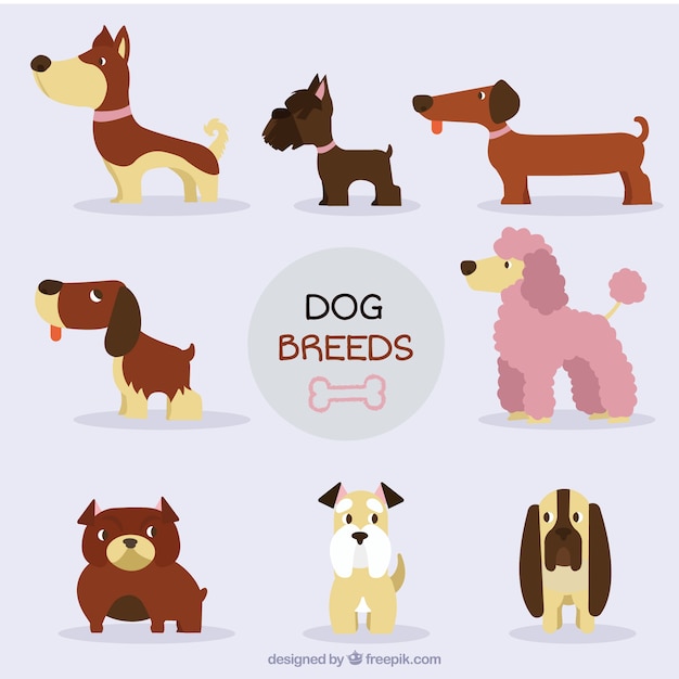 Nice dog breed collection